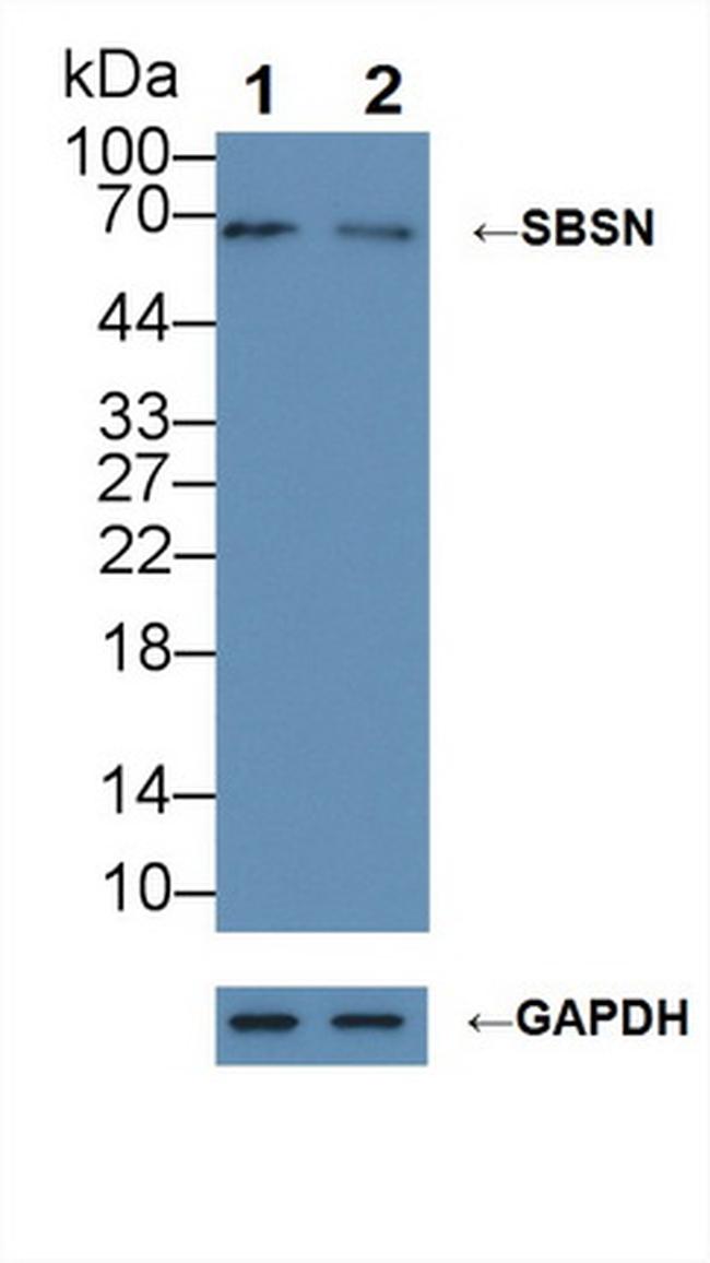 SBSN Antibody in Western Blot (WB)