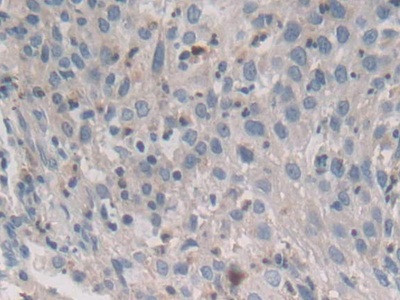 Syntaxin 2 Antibody in Immunohistochemistry (Paraffin) (IHC (P))