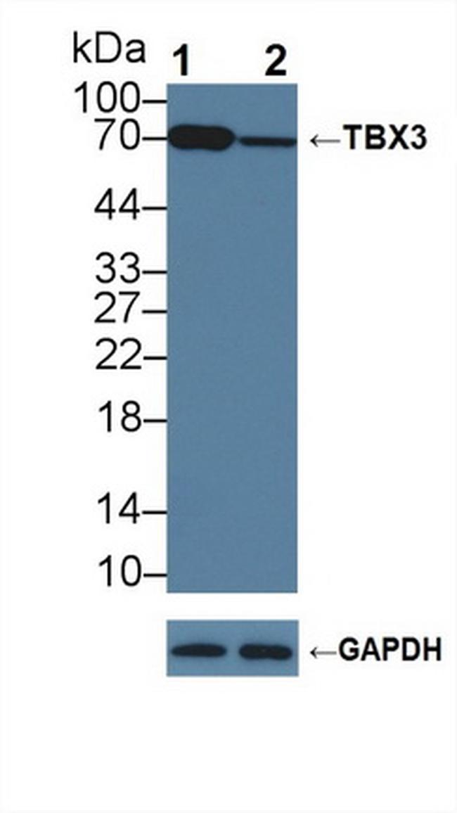 TBX3 Antibody in Western Blot (WB)