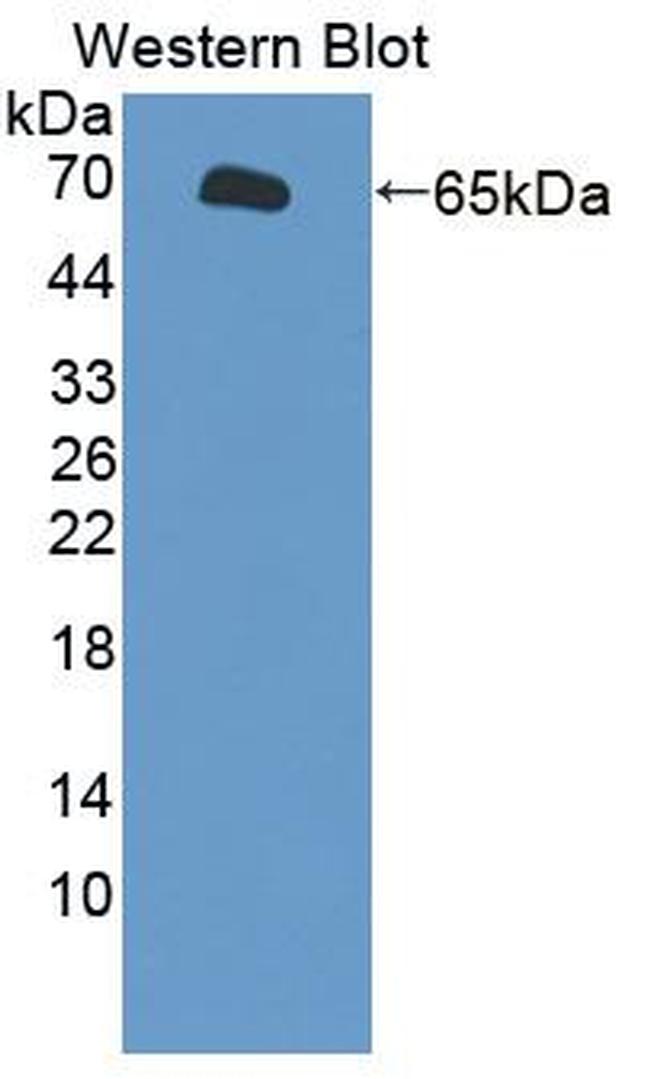 SLC26A8 Antibody in Western Blot (WB)