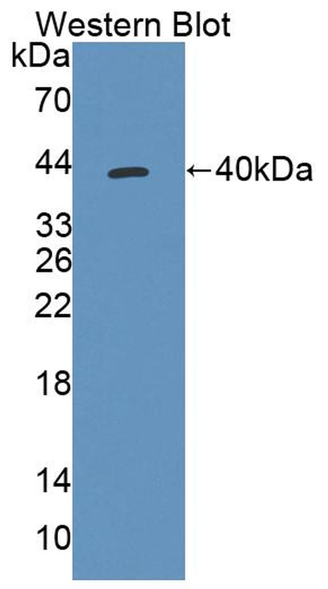 TST Antibody in Western Blot (WB)