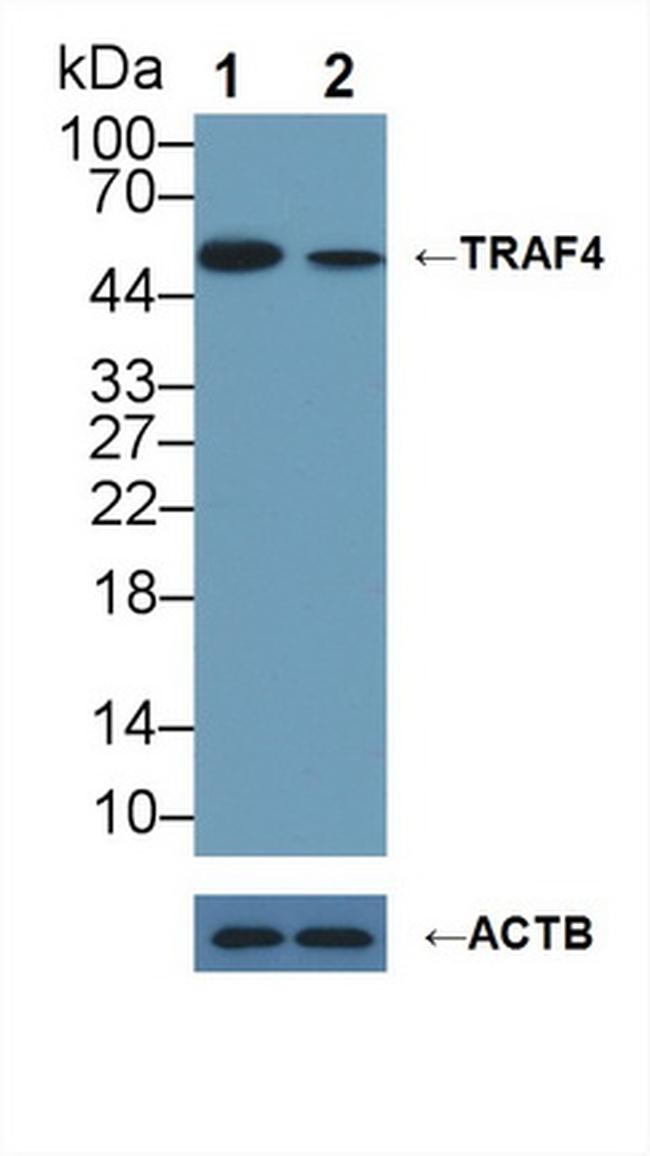 TRAF4 Antibody in Western Blot (WB)
