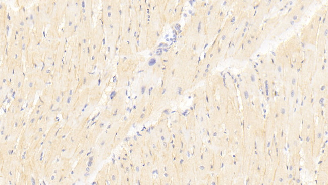 TRAF6 Antibody in Immunohistochemistry (Paraffin) (IHC (P))