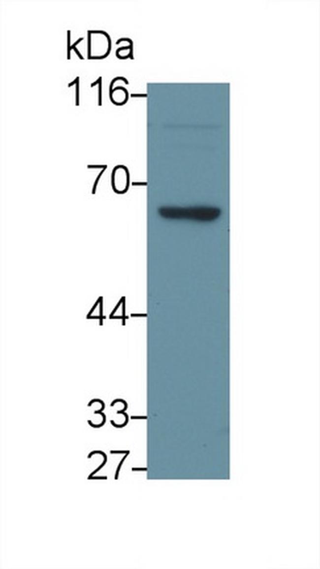 TRAF6 Antibody in Western Blot (WB)