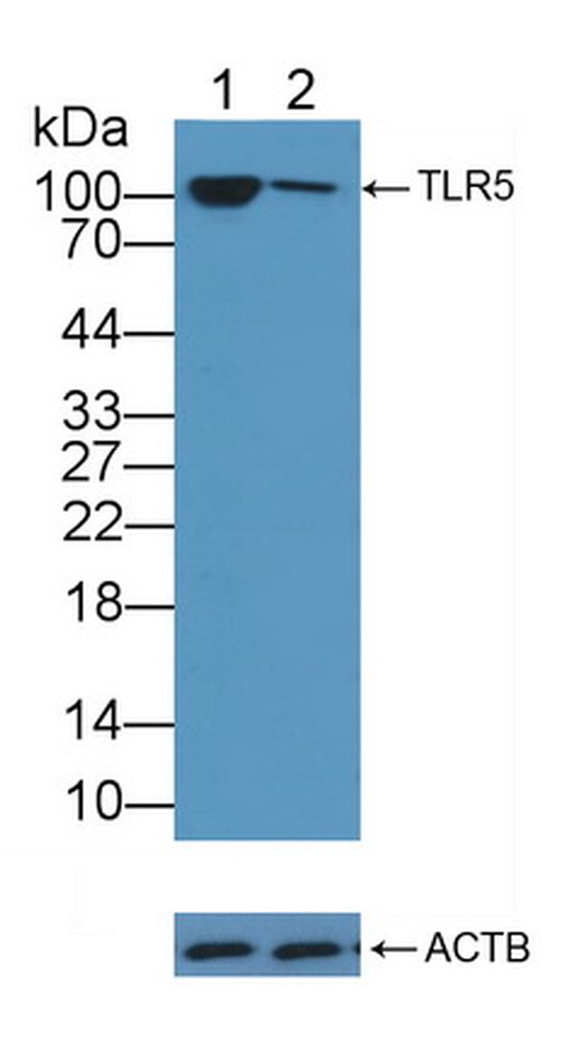 TLR5 Antibody in Western Blot (WB)