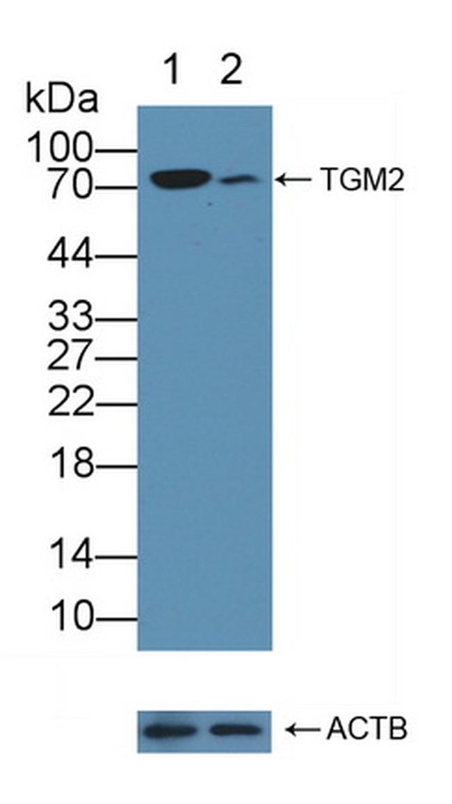 TGM2 Antibody in Western Blot (WB)