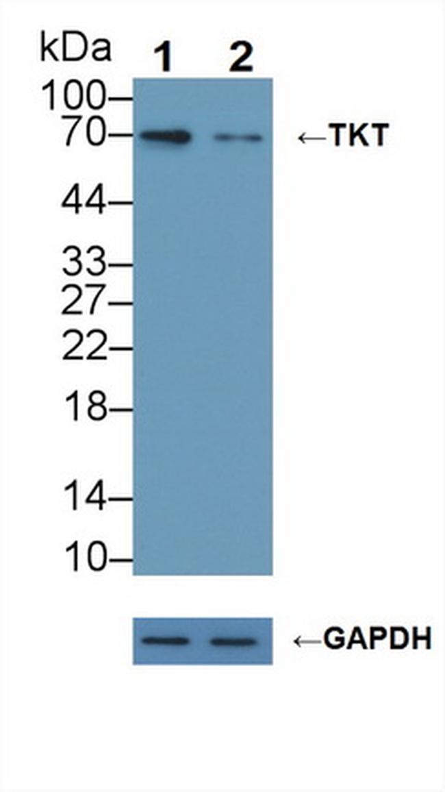 Transketolase Antibody in Western Blot (WB)