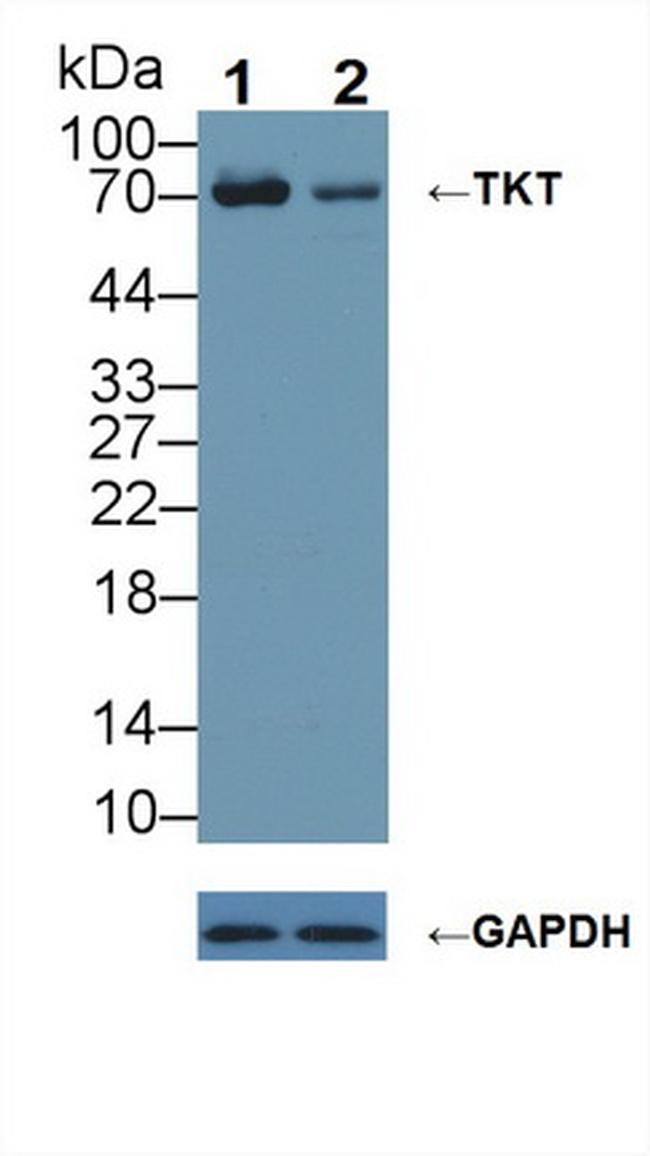 Transketolase Antibody in Western Blot (WB)