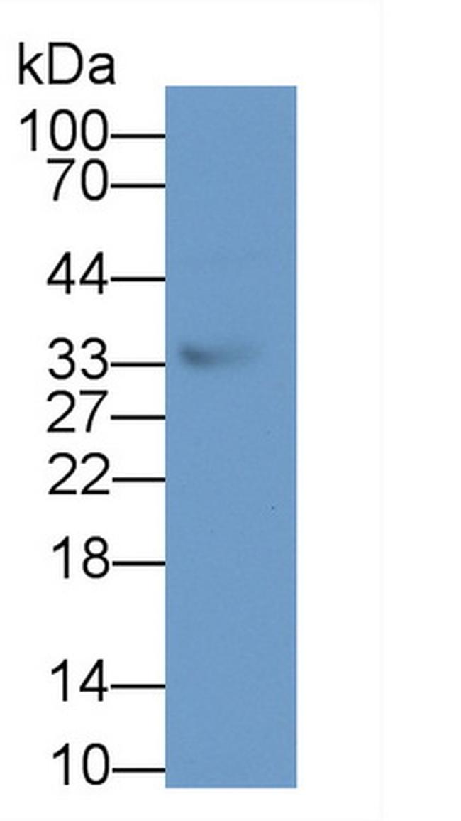 TSG Antibody in Western Blot (WB)