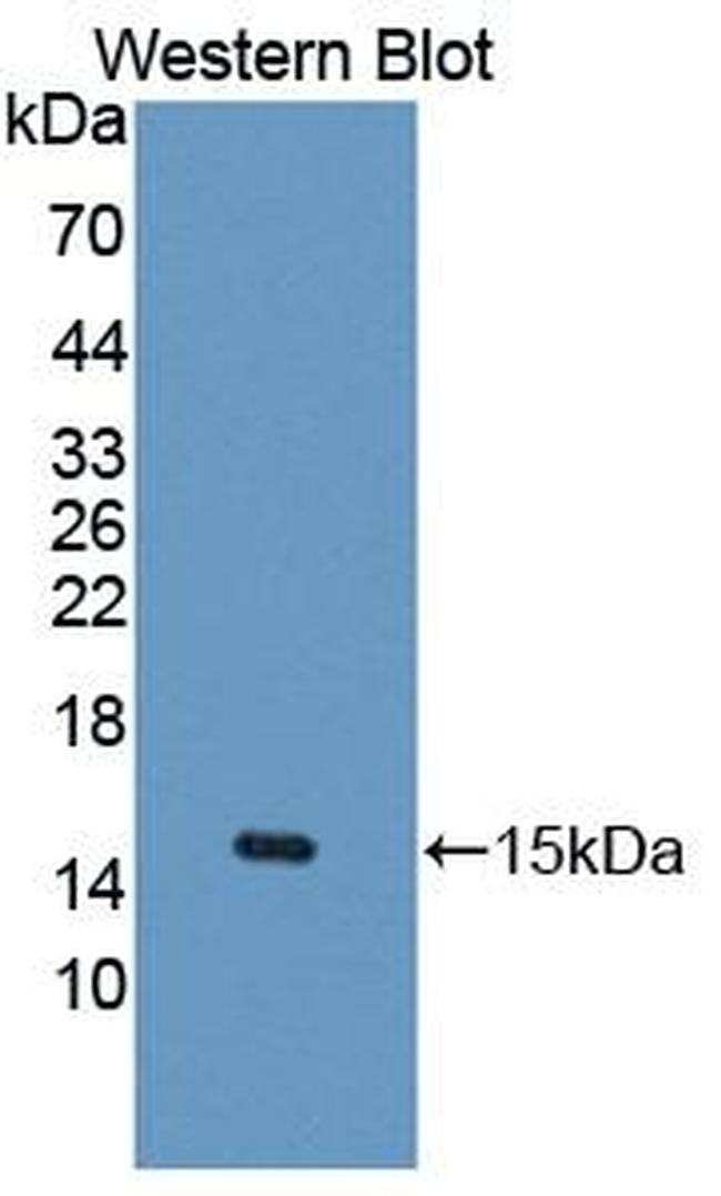 UBAP2 Antibody in Western Blot (WB)