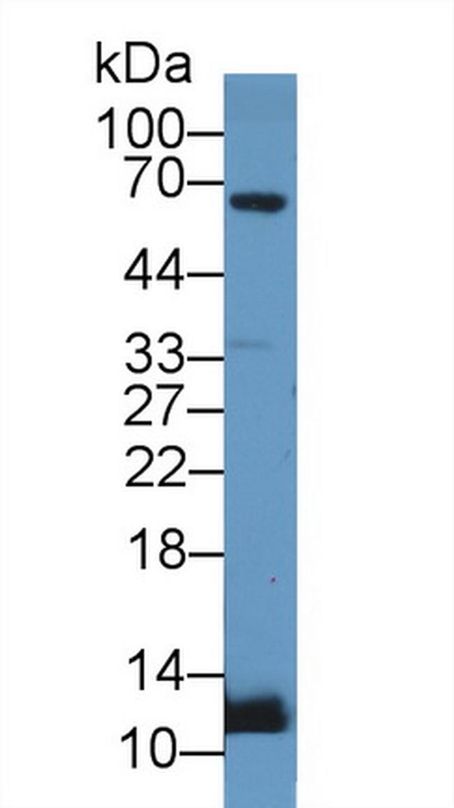 UCN2 Antibody in Western Blot (WB)