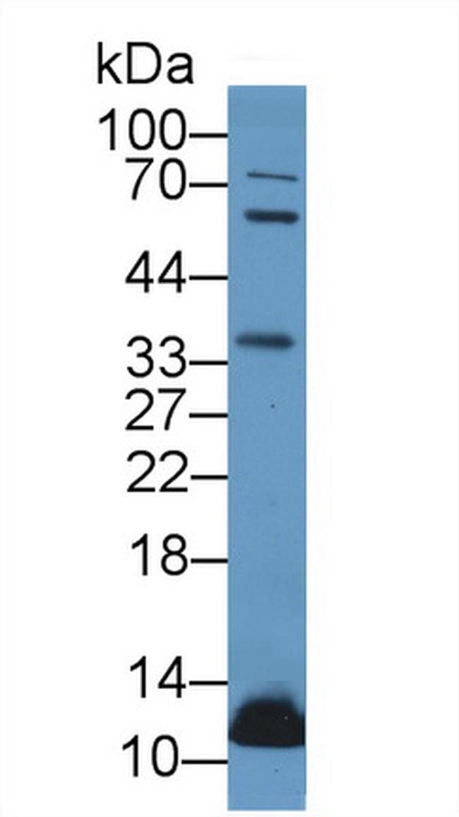 UCN2 Antibody in Western Blot (WB)