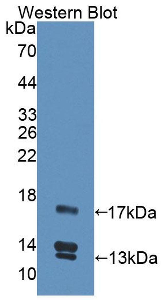 UCN2 Antibody in Western Blot (WB)