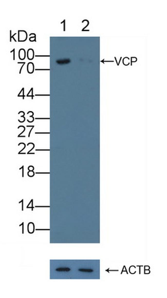 VCP Antibody in Western Blot (WB)