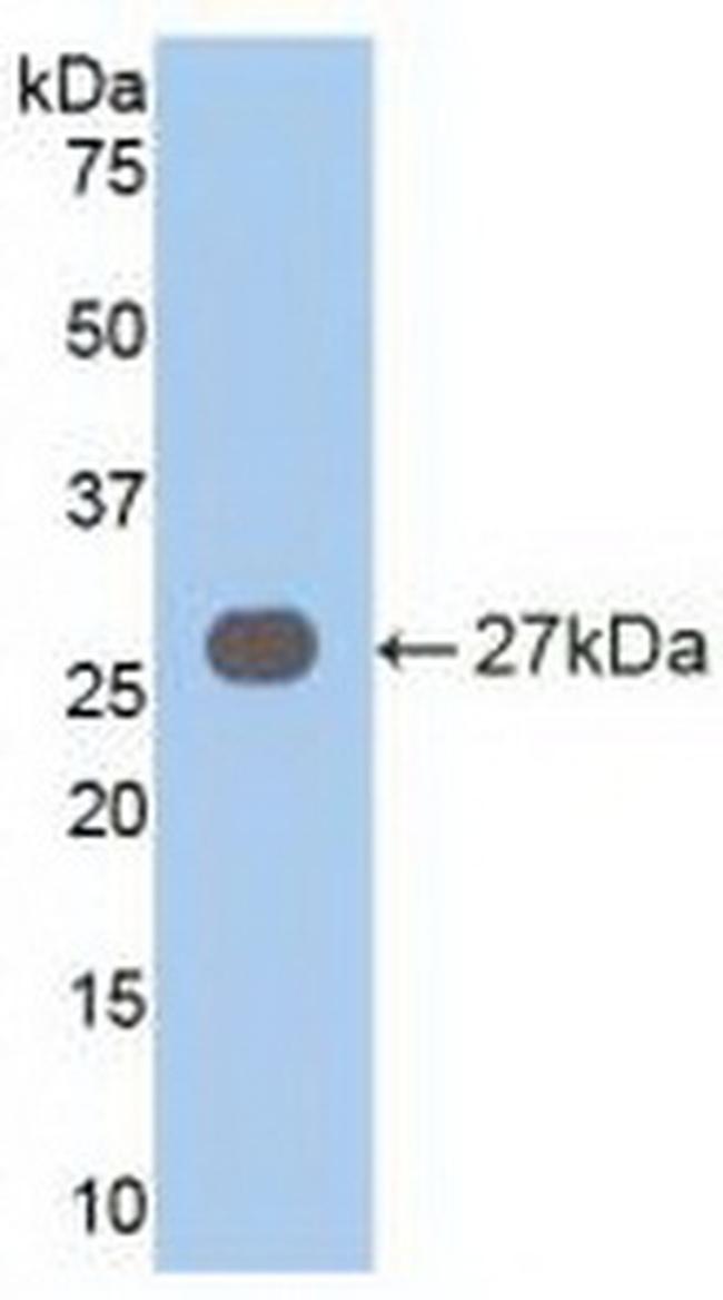 VAV3 Antibody in Western Blot (WB)