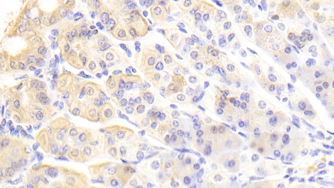 VWA1 Antibody in Immunohistochemistry (Paraffin) (IHC (P))