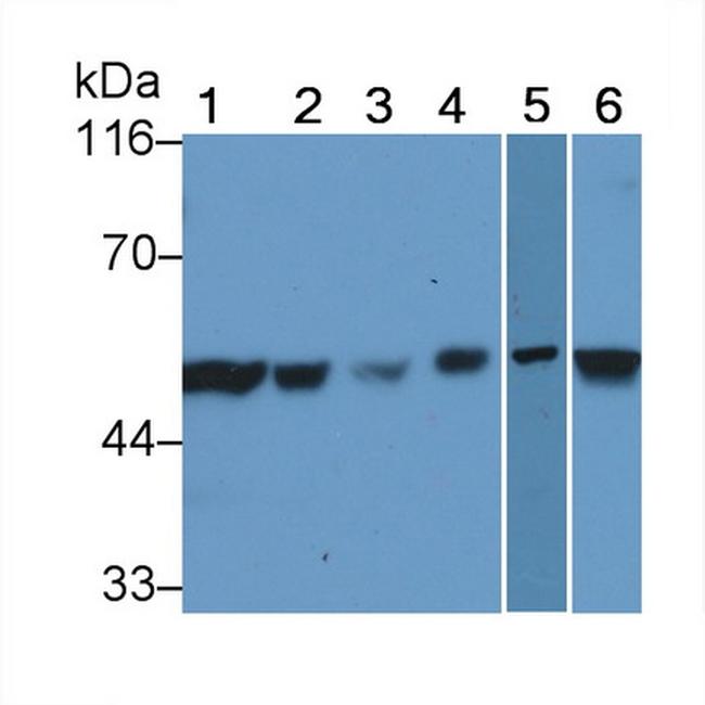 XIAP Antibody in Western Blot (WB)