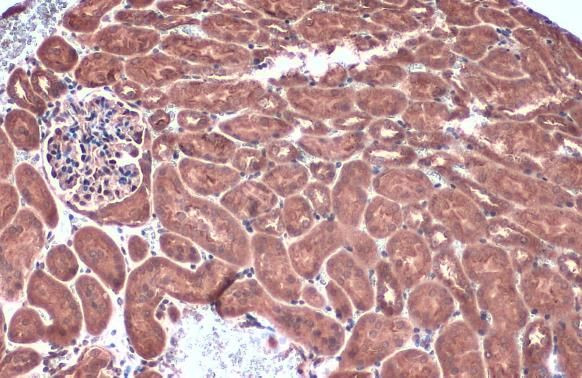 Caspase 1 p10 Antibody in Immunohistochemistry (Paraffin) (IHC (P))