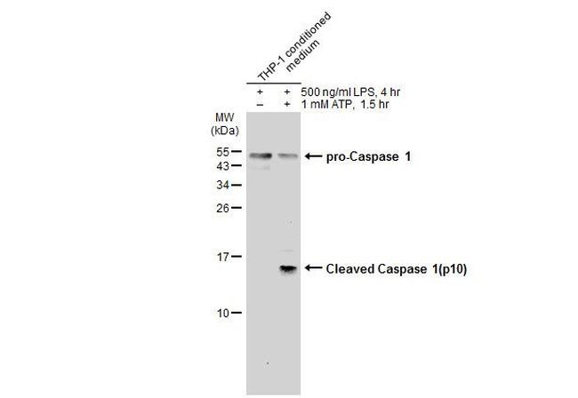 Caspase 1 p10 Antibody in Western Blot (WB)