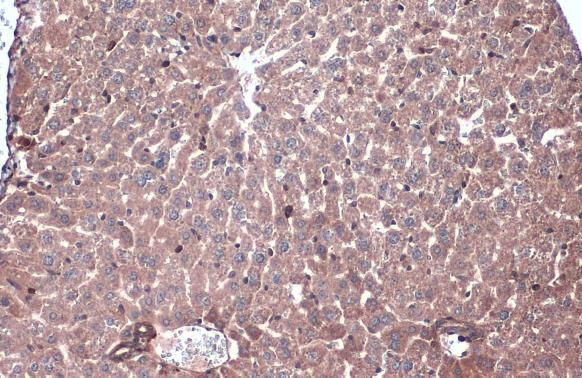 Caspase 6 (Cleaved Asp162) Antibody in Immunohistochemistry (Paraffin) (IHC (P))