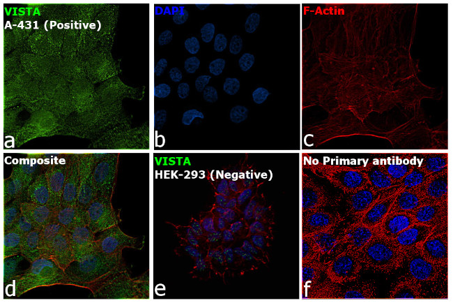 VISTA Antibody in Immunocytochemistry (ICC/IF)