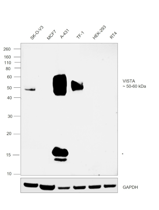 VISTA Antibody in Western Blot (WB)