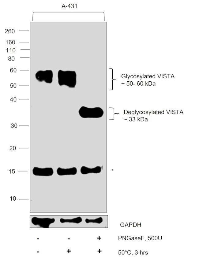 VISTA Antibody in Western Blot (WB)