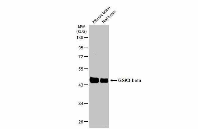 GSK3B Antibody in Western Blot (WB)