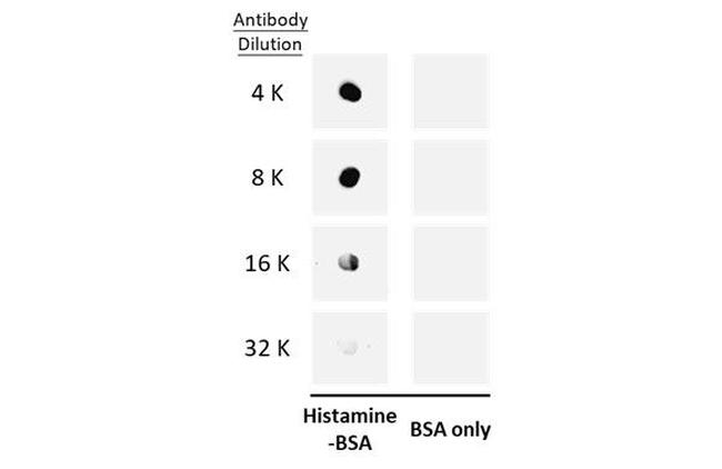 Histamine Antibody in Dot Blot (DB)