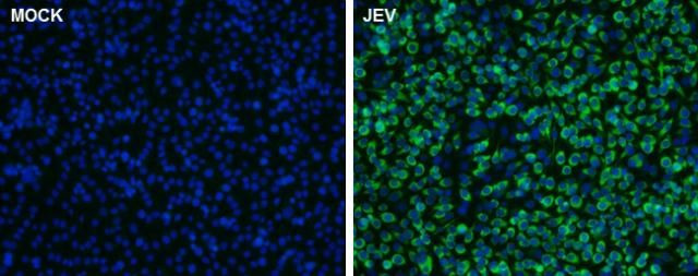 Japanese Encephalitis Virus Core Protein C Antibody in Immunocytochemistry (ICC/IF)