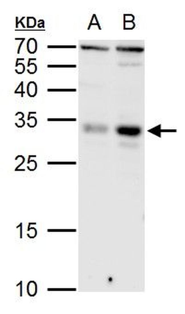 KLF9 Antibody in Western Blot (WB)