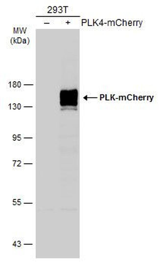 mCherry Antibody in Western Blot (WB)