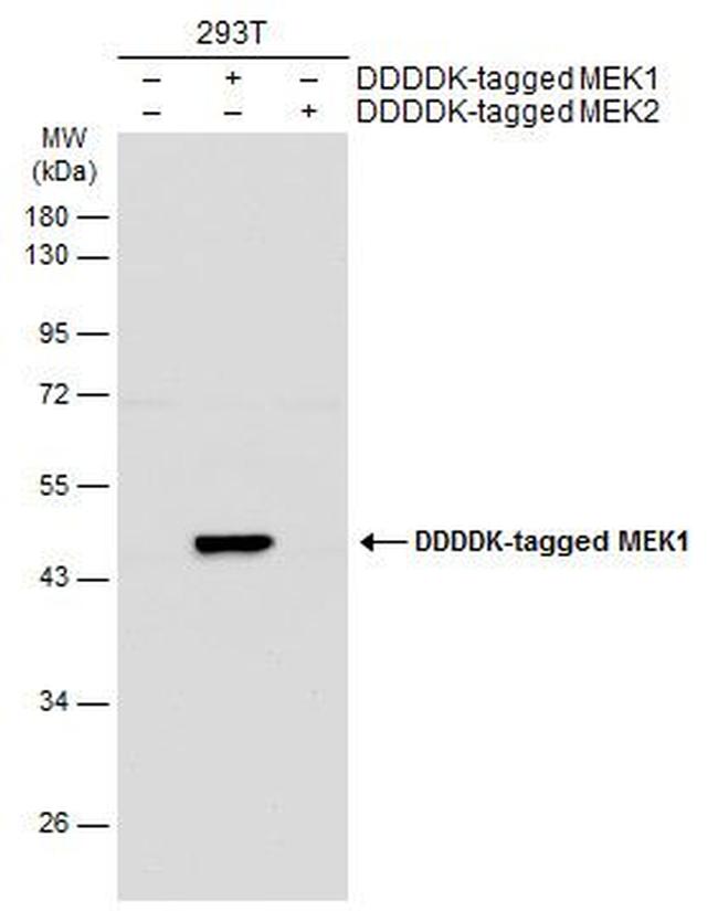 MEK1 Antibody in Western Blot (WB)