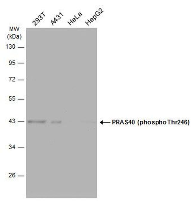 Phospho-PRAS40 (Thr246) Antibody in Western Blot (WB)