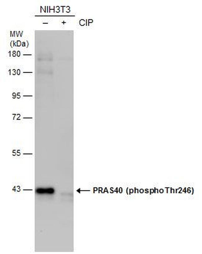 Phospho-PRAS40 (Thr246) Antibody in Western Blot (WB)