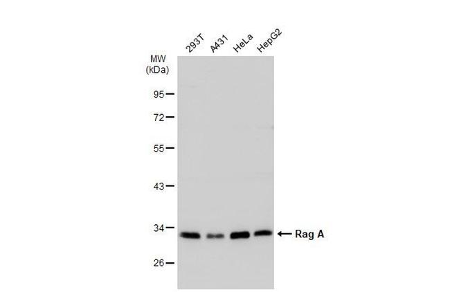 RRAGA Antibody in Western Blot (WB)