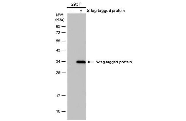 S-peptide Epitope Tag Antibody in Western Blot (WB)