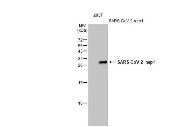 SARS-CoV-2 NSP1 Antibody in Western Blot (WB)