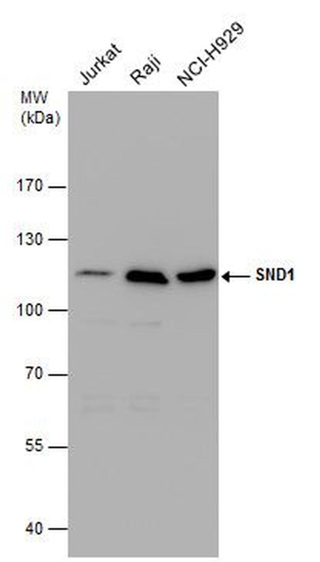 SND1 Antibody in Western Blot (WB)