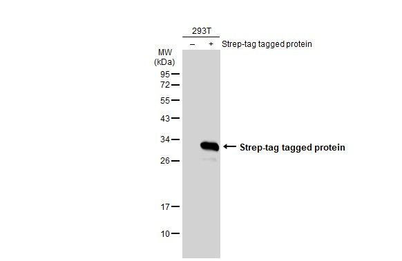 Strep Tag Antibody in Western Blot (WB)