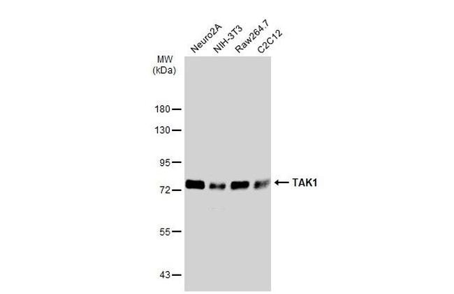 TAK1 Antibody in Western Blot (WB)