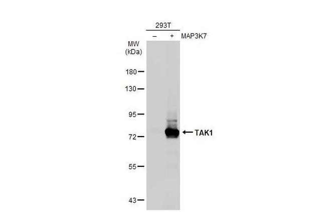 TAK1 Antibody in Western Blot (WB)