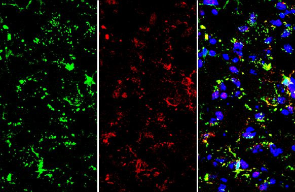 TMEM119 Antibody in Immunohistochemistry (Frozen) (IHC (F))