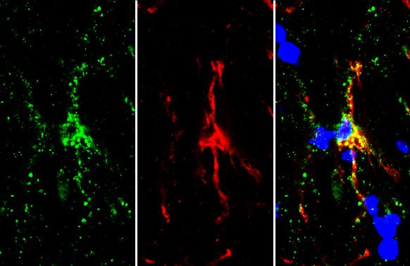 TMEM119 Antibody in Immunohistochemistry (Frozen) (IHC (F))