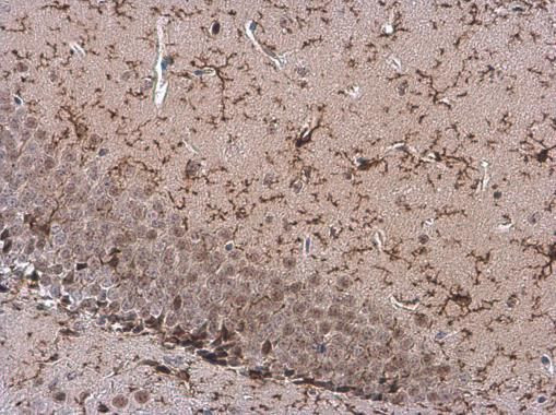 TMEM119 Antibody in Immunohistochemistry (Paraffin) (IHC (P))