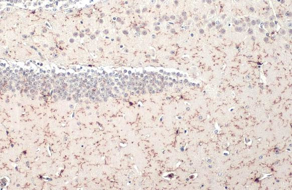 TMEM119 Antibody in Immunohistochemistry (Paraffin) (IHC (P))