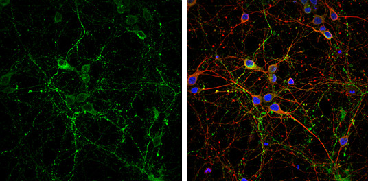 VGLUT2 Antibody in Immunocytochemistry (ICC/IF)