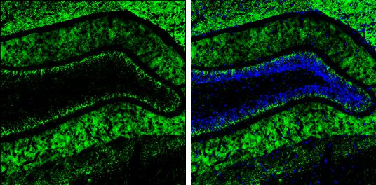 VGLUT2 Antibody in Immunohistochemistry (Frozen) (IHC (F))