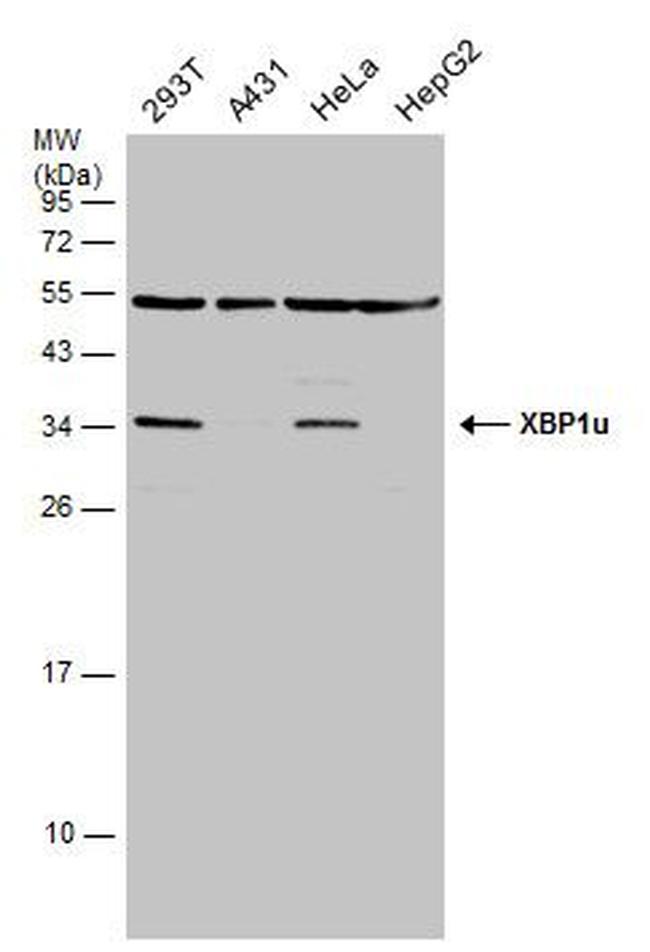 XBP1 Antibody in Western Blot (WB)