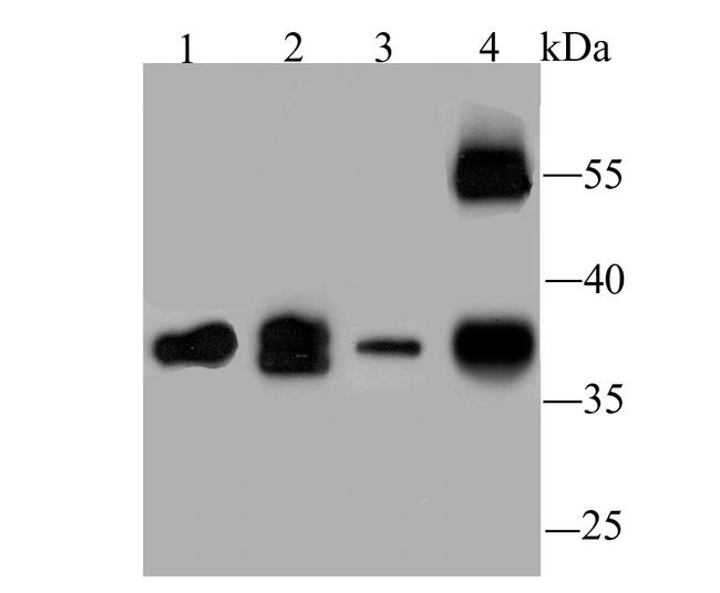 WNT2 Antibody in Western Blot (WB)